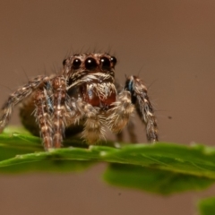 Servaea sp. (genus) (Unidentified Servaea jumping spider) at Acton, ACT - 21 Sep 2019 by rawshorty