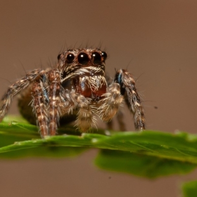 Servaea sp. (genus) (Unidentified Servaea jumping spider) at Acton, ACT - 21 Sep 2019 by rawshorty