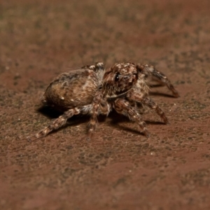 Servaea sp. (genus) at Acton, ACT - 22 Sep 2019