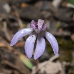 Cyanicula caerulea (Blue Fingers, Blue Fairies) at ANBG - 23 Sep 2019 by TimL