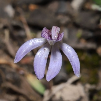 Cyanicula caerulea (Blue Fingers, Blue Fairies) at ANBG - 23 Sep 2019 by TimL