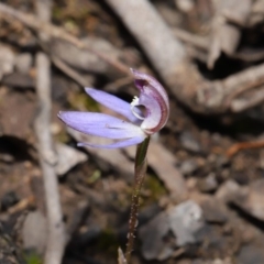 Cyanicula caerulea at Acton, ACT - 23 Sep 2019