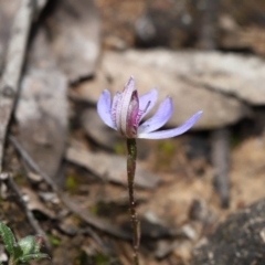 Cyanicula caerulea at Acton, ACT - 23 Sep 2019