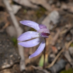 Cyanicula caerulea at Acton, ACT - 23 Sep 2019