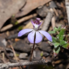 Cyanicula caerulea at Acton, ACT - 23 Sep 2019