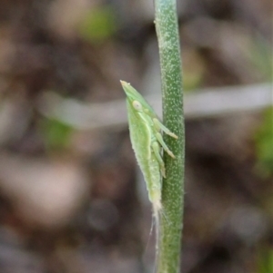 Philagra sp. (genus) at Cook, ACT - 20 Sep 2019 02:55 PM