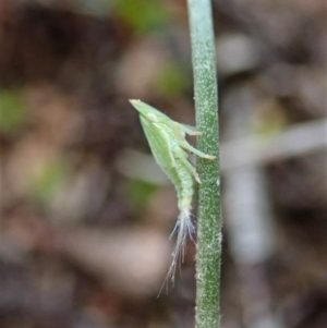 Philagra sp. (genus) at Cook, ACT - 20 Sep 2019