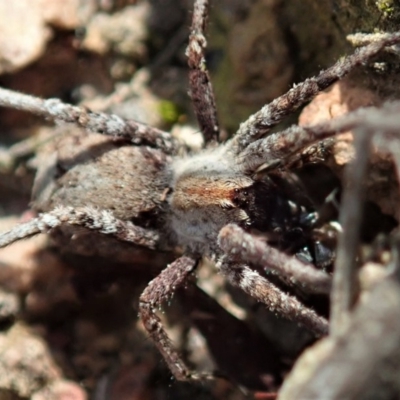 Argoctenus sp. (genus) (Wandering ghost spider) at Cook, ACT - 20 Sep 2019 by CathB