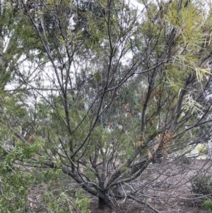 Acacia longifolia subsp. longifolia at Hughes, ACT - 22 Sep 2019 12:00 AM