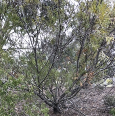 Acacia longifolia subsp. longifolia (Sydney Golden Wattle) at Hughes, ACT - 21 Sep 2019 by ruthkerruish