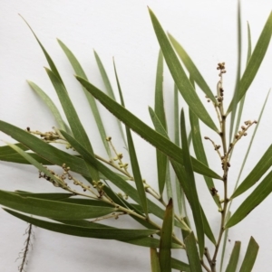 Acacia longifolia subsp. longifolia at Hughes, ACT - 22 Sep 2019