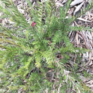 Grevillea juniperina at Hughes, ACT - 22 Sep 2019