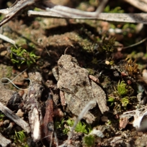 Tetrigidae (family) at Cook, ACT - 20 Sep 2019