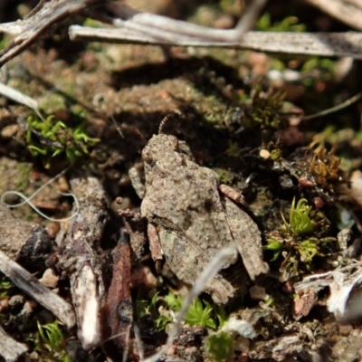 Tetrigidae (family) (Pygmy grasshopper) at Cook, ACT - 20 Sep 2019 by CathB