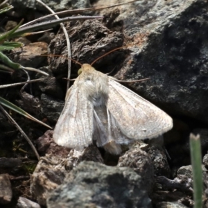 Helicoverpa armigera at Majura, ACT - 22 Sep 2019