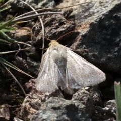 Helicoverpa armigera at Majura, ACT - 22 Sep 2019