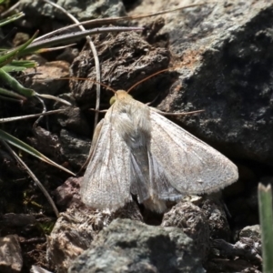 Helicoverpa armigera at Majura, ACT - 22 Sep 2019