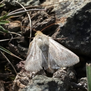 Helicoverpa armigera at Majura, ACT - 22 Sep 2019