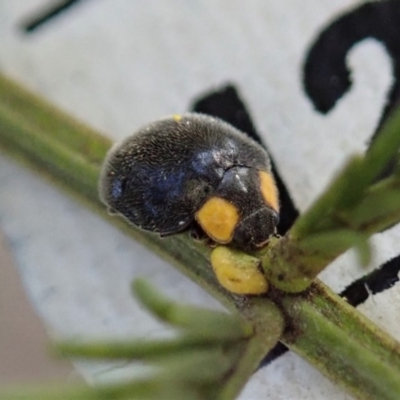 Apolinus lividigaster (Yellow Shouldered Ladybird) at Cook, ACT - 20 Sep 2019 by CathB