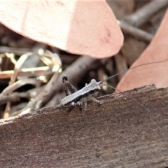 Tettigoniidae (family) (Unidentified katydid) at Mount Painter - 20 Sep 2019 by CathB