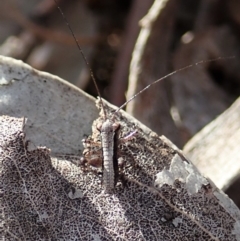 Tettigoniidae (family) at Cook, ACT - 20 Sep 2019