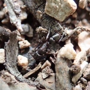 Rhytidoponera sp. (genus) at Dunlop, ACT - 22 Sep 2019 02:06 PM