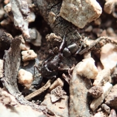 Rhytidoponera sp. (genus) at Dunlop, ACT - 22 Sep 2019 02:06 PM