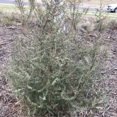 Bursaria spinosa subsp. lasiophylla (Australian Blackthorn) at Hughes, ACT - 22 Sep 2019 by ruthkerruish