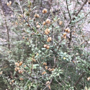 Bursaria spinosa subsp. lasiophylla at Hughes, ACT - 22 Sep 2019 02:00 PM