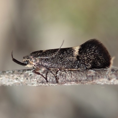 Leistomorpha brontoscopa (A concealer moth) at Dunlop, ACT - 22 Sep 2019 by CathB