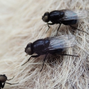 Muscidae (family) at Cook, ACT - 18 Sep 2019