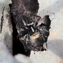 Euophryinae sp.(Undescribed) (subfamily) (A jumping spider) at Aranda, ACT - 18 Sep 2019 by CathB