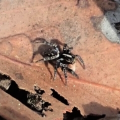 Euophryinae sp.(Undescribed) (subfamily) at Aranda, ACT - 18 Sep 2019