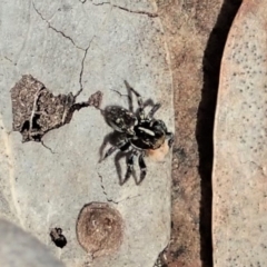 Euophryinae sp.(Undescribed) (subfamily) at Aranda, ACT - 18 Sep 2019 03:42 PM