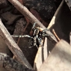 Euophryinae sp.(Undescribed) (subfamily) at Aranda, ACT - 18 Sep 2019