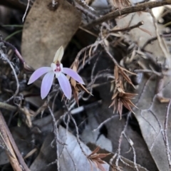 Caladenia fuscata (Dusky Fingers) at Wallaroo, NSW - 12 Sep 2019 by JasonC