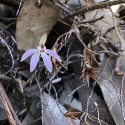 Caladenia fuscata (Dusky Fingers) at Wallaroo, NSW - 12 Sep 2019 by JasonC