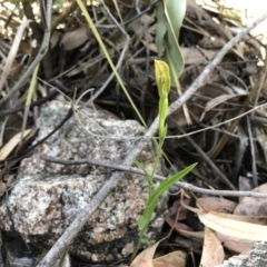 Bunochilus sp. (Leafy Greenhood) at Paddys River, ACT - 22 Sep 2019 by JasonC