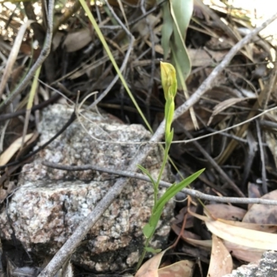 Bunochilus sp. (Leafy Greenhood) at Paddys River, ACT - 22 Sep 2019 by JasonC