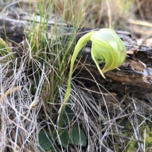 Pterostylis nutans at Acton, ACT - suppressed