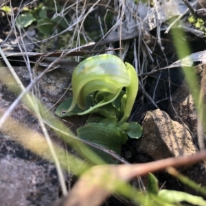 Pterostylis nutans at Acton, ACT - suppressed