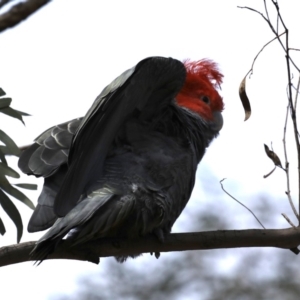 Callocephalon fimbriatum at Majura, ACT - suppressed