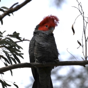 Callocephalon fimbriatum at Majura, ACT - suppressed