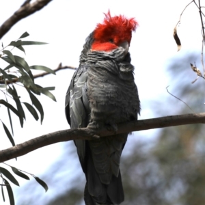 Callocephalon fimbriatum at Majura, ACT - suppressed