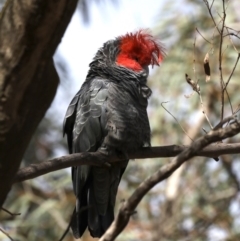 Callocephalon fimbriatum at Majura, ACT - suppressed