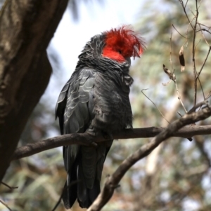 Callocephalon fimbriatum at Majura, ACT - suppressed