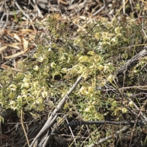 Clematis leptophylla at Dunlop, ACT - 22 Sep 2019 12:14 PM