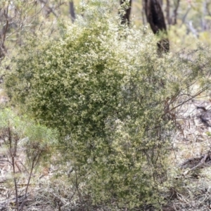 Clematis leptophylla at Dunlop, ACT - 22 Sep 2019 12:14 PM