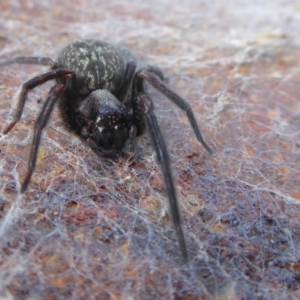 Badumna insignis at Yass River, NSW - 23 Sep 2019 03:19 PM