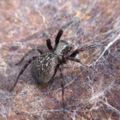 Badumna insignis at Yass River, NSW - 23 Sep 2019 03:19 PM